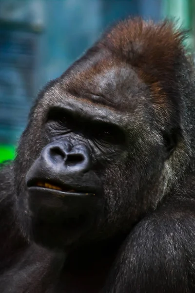 Tvář dominantní samec gorily close-up — Stock fotografie