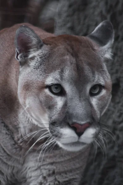 El hocico de un esbelto y estricto gato americano - pumas —  Fotos de Stock