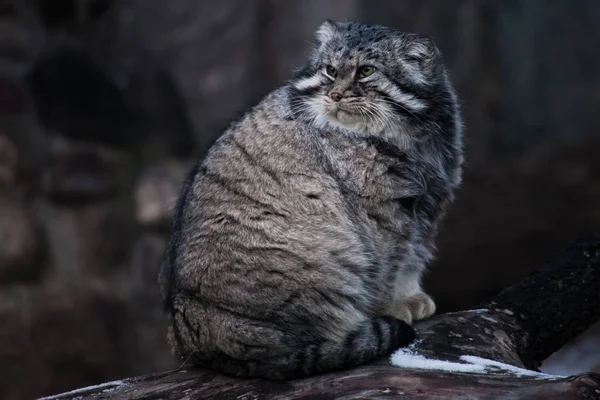 cat manul sits on a stump and looks around with an angry look, a