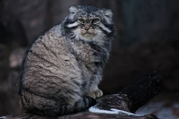 Kedi manul bir güdük üzerinde oturur ve kızgın bir bakışla görünüyor bir — Stok fotoğraf
