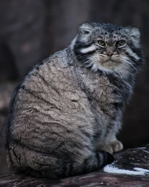 Cat manul sitter på en stubbe och ser sig omkring med en arg blick, en — Stockfoto