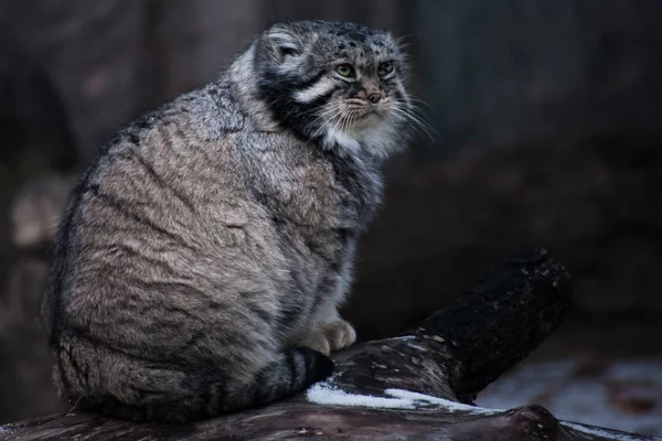 Кошка Манул сидит на стуле и оглядывается вокруг с гневным взглядом, — стоковое фото