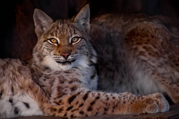 A contented lynx sits and looks at you with clear eyes — Stock Photo, Image