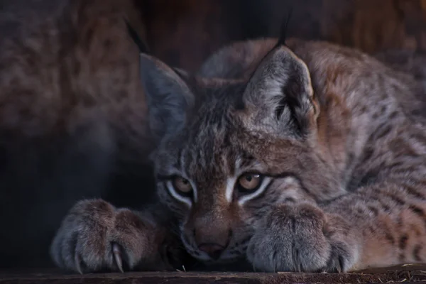 Lynx 매 복 클로즈업, 강렬 자세, 샤 프와 다리에 — 스톡 사진