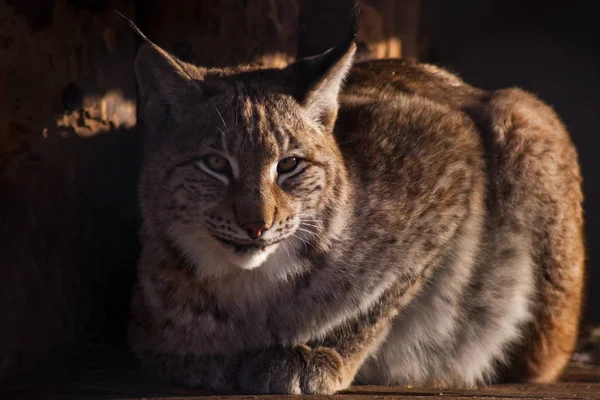 Lynx 당당하게 거짓말 하 고 앞으로 분명 눈으로 보인다; — 스톡 사진