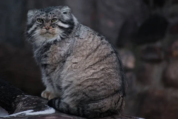 Vahşi kedi manul hoşnutsuz bir yüz ile büyük bir kedi olduğunu ve — Stok fotoğraf
