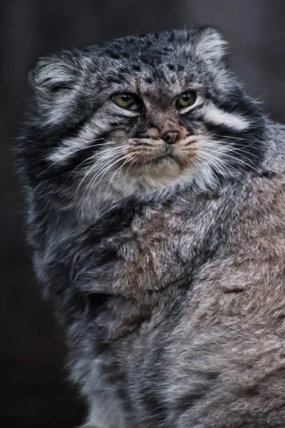 The wild cat is a manul, a large cat with a disgruntled face and — Stock Photo, Image