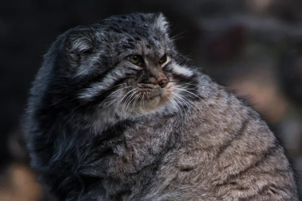 Die Wildkatze ist ein manul, eine große Katze mit einem verärgerten Gesicht und — Stockfoto