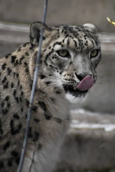 Hermosa y noble cara del leopardo de la nieve primer plano en la victoria — Foto de Stock