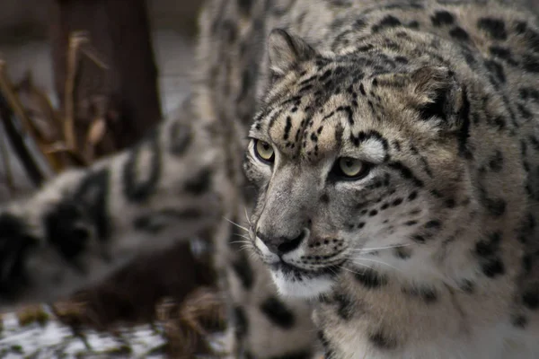 Hermosa y noble cara del leopardo de la nieve primer plano en la victoria — Foto de Stock