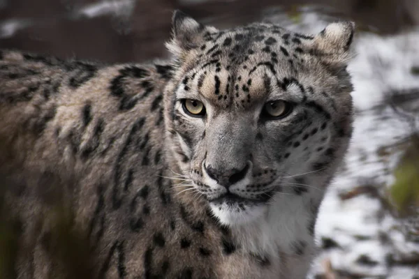 Hermosa y noble cara del leopardo de la nieve primer plano en la victoria —  Fotos de Stock