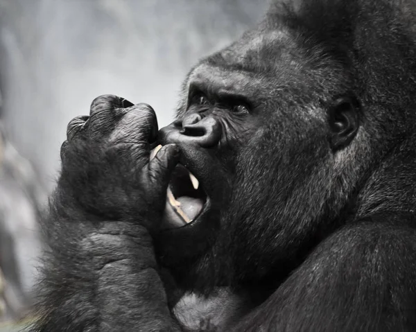 Krachtige zwarte mannelijke gorilla — Stockfoto