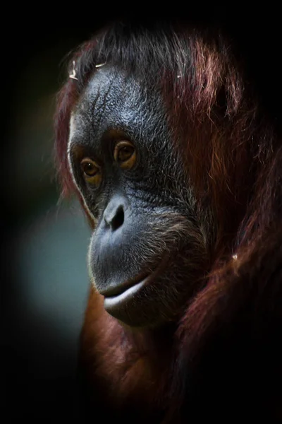 Clever orangutan, face  close-up.