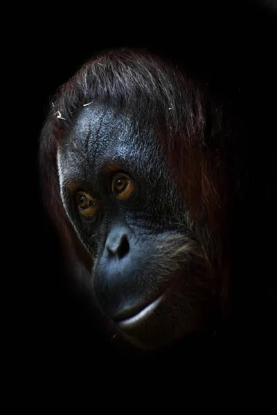 Умный орангутанг, лицо крупным планом . — стоковое фото