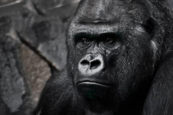 Powerful black male gorilla Emotion is bewilderment. — Stock Photo, Image