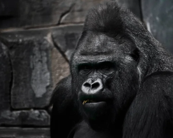 强大的黑色雄性大猩猩情绪-黑暗的冥想使 pla — 图库照片