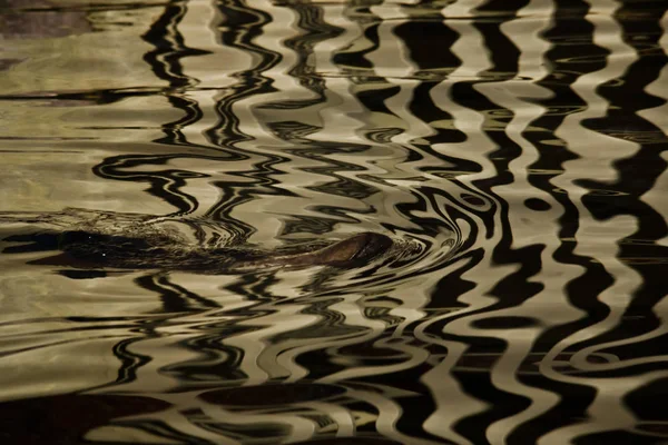 Superfície de água de seda com listras douradas e ondas, fundo tex — Fotografia de Stock