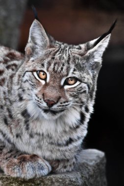 Lynx ironik olarak baktığımızda, koyu arka plan büyük bir vahşi kedi olduğunu 
