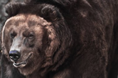 Bir boz ayı, vahşet ve Viyadükler sembolü güçlü başkanı