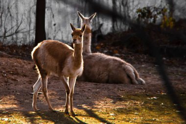 Arka ışık içinde genç bir llamastands, bir genç ince hayvan üzerinde 