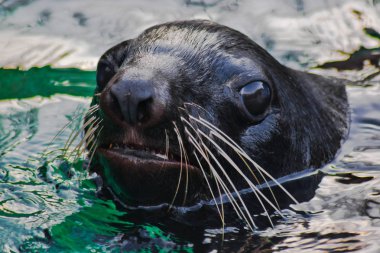 Turkuaz su kürk mühür.