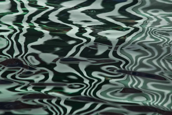 Το ρύγχος του ζώου θάλασσας μια σφραγίδα στο πράσινο κυματισμοί σαν μετάξι. — Φωτογραφία Αρχείου