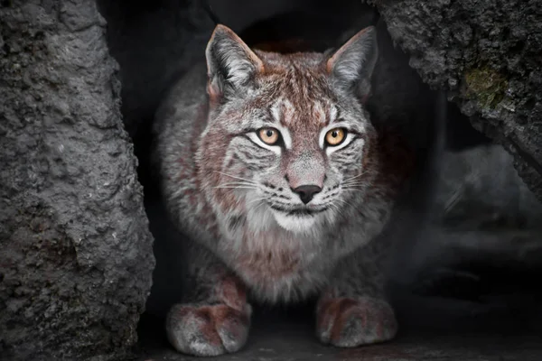 Lynx es un gran gato salvaje irónicamente mirando, fondo oscuro —  Fotos de Stock