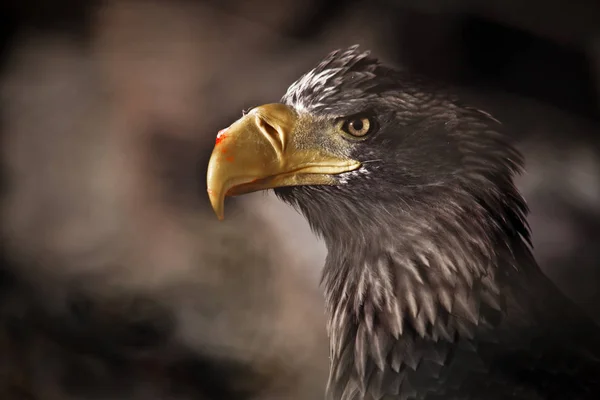 Águila con un pico amarillo, un aspecto severo, gotas rojas de sangre de presa — Foto de Stock