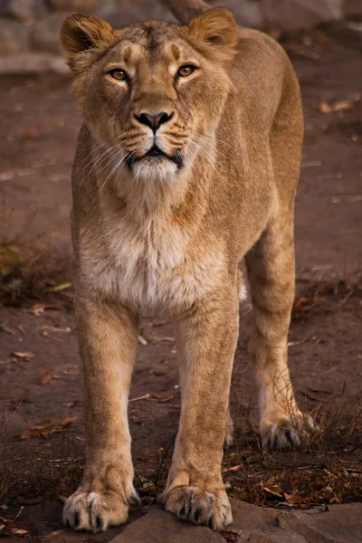 Sguardo di un predatore è una leonessa con gli occhi chiari . — Foto Stock