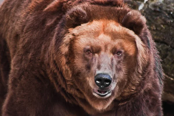 Большая голова огромного бурого медведя — стоковое фото