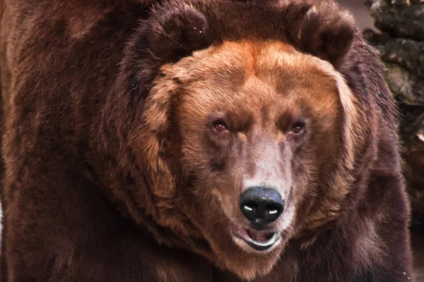 Big hoofd van een grote bruine beer — Stockfoto