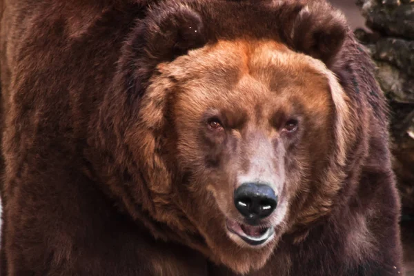 巨大なヒグマの巨大な頭 — ストック写真