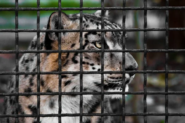 Leopard hinter einem dunklen Gitter — Stockfoto