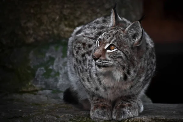 Ein Luchs auf dunklem Plan sitzt und sieht ironisch aus. — Stockfoto