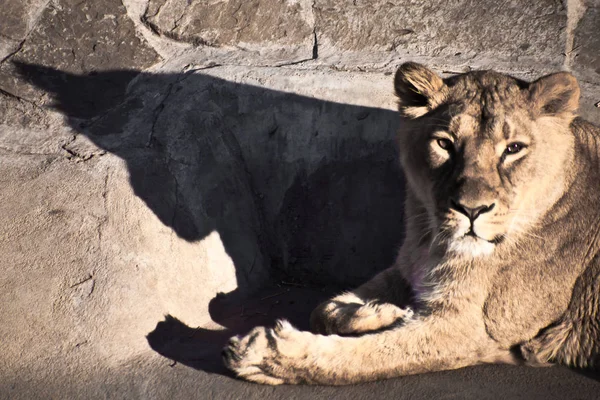 The head of a lioness casts a clear shadow to the ground — Stock Photo, Image