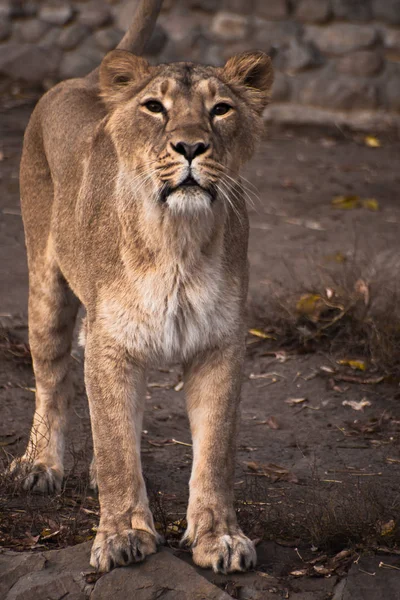 Hermosa y fuerte leona — Foto de Stock