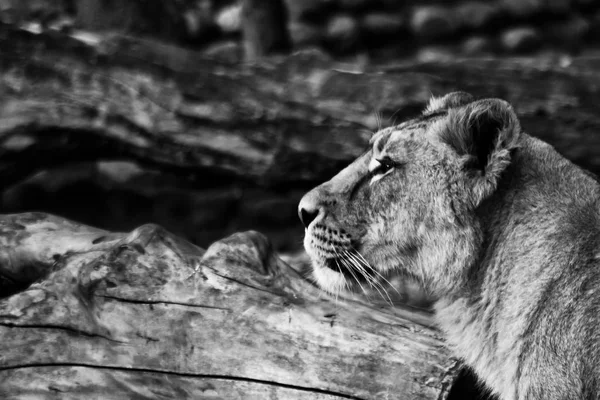 Piękne i silne lwica — Zdjęcie stockowe