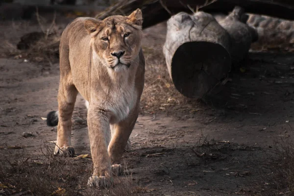 Beautiful and strong lioness