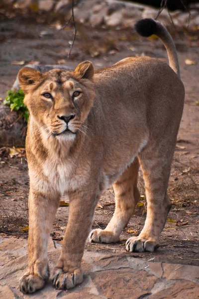 Beautiful and strong lioness