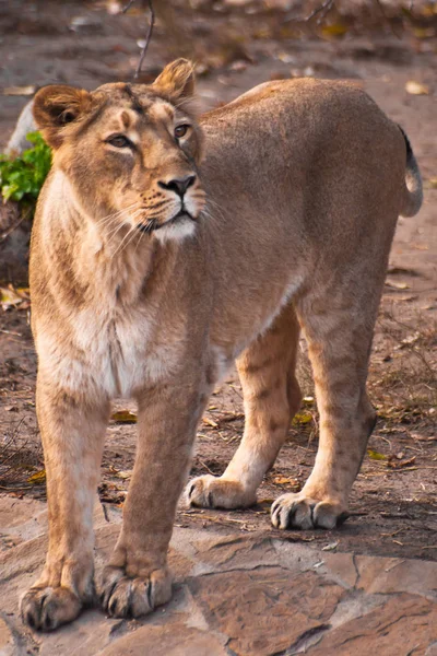 Beautiful and strong lioness — Stock Photo, Image