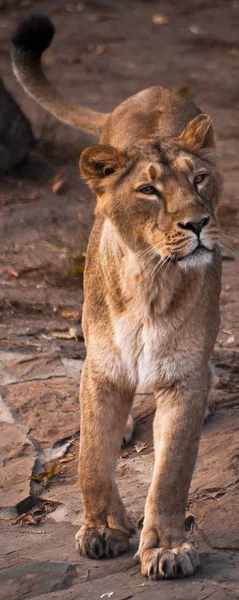 Beautiful and strong lioness — Stock Photo, Image