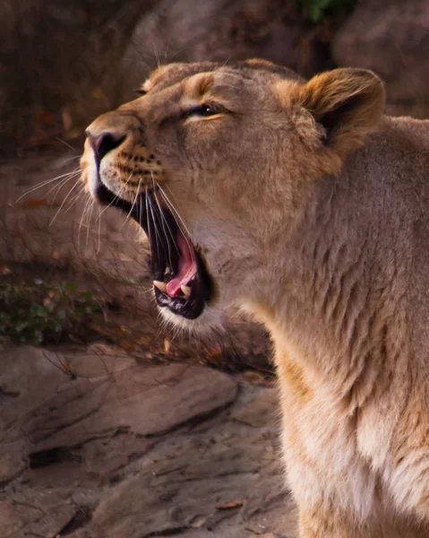 Güzel ve güçlü dişi aslan — Stok fotoğraf
