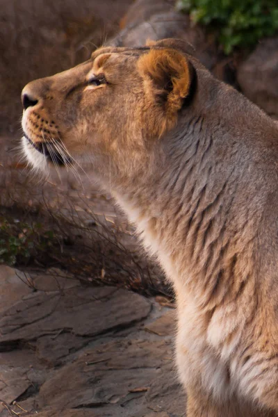 Güzel ve güçlü dişi aslan — Stok fotoğraf