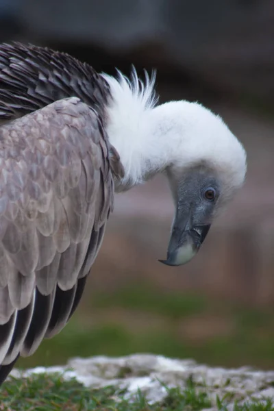 The head of a griffon vulture, a clear look is a bird close-up — Stock Photo, Image