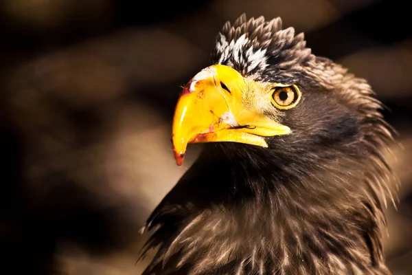 Cabeza de águila cerca, mirada amenazante y pico manchado de sangre —  Fotos de Stock