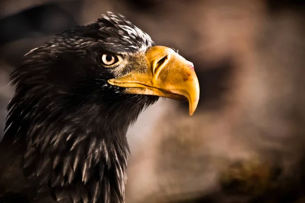 Cabeza de águila cerca, mirada amenazante y pico manchado de sangre — Foto de Stock