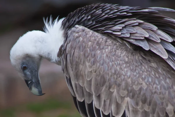 The head of a griffon vulture, a clear look is a bird close-up — Stock Photo, Image