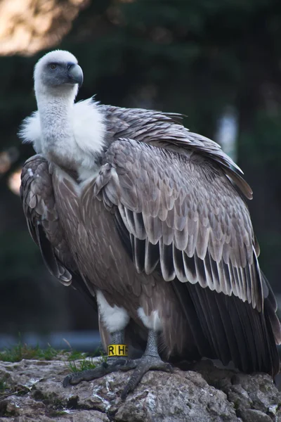 The griffon vulture sits on a stone