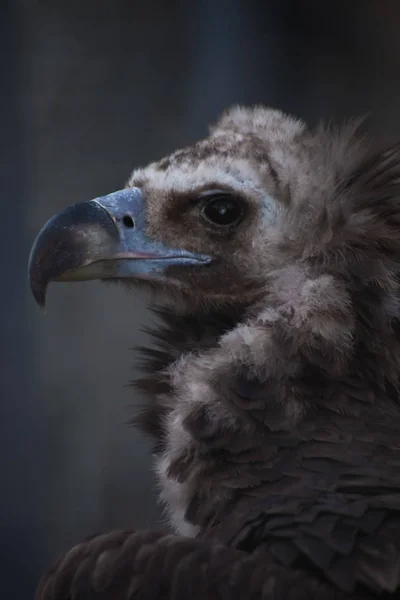 Close-up head of head, powerful beak with blue edging — Stock Photo, Image