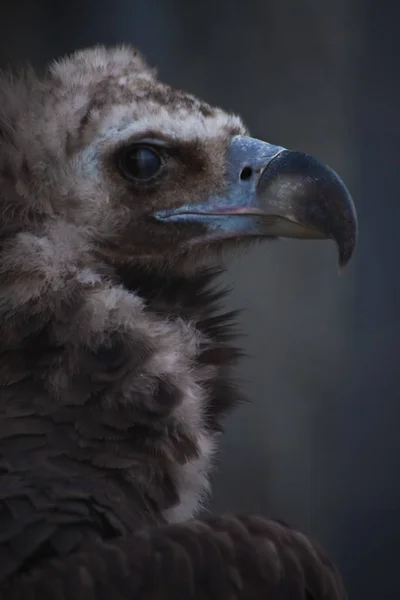 Close-up head of head, powerful beak with blue edging